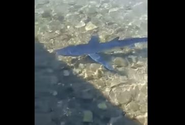 Γαλάζιος καρχαρίας έκανε την εμφάνισή του στον Μύτικα (βίντεο)