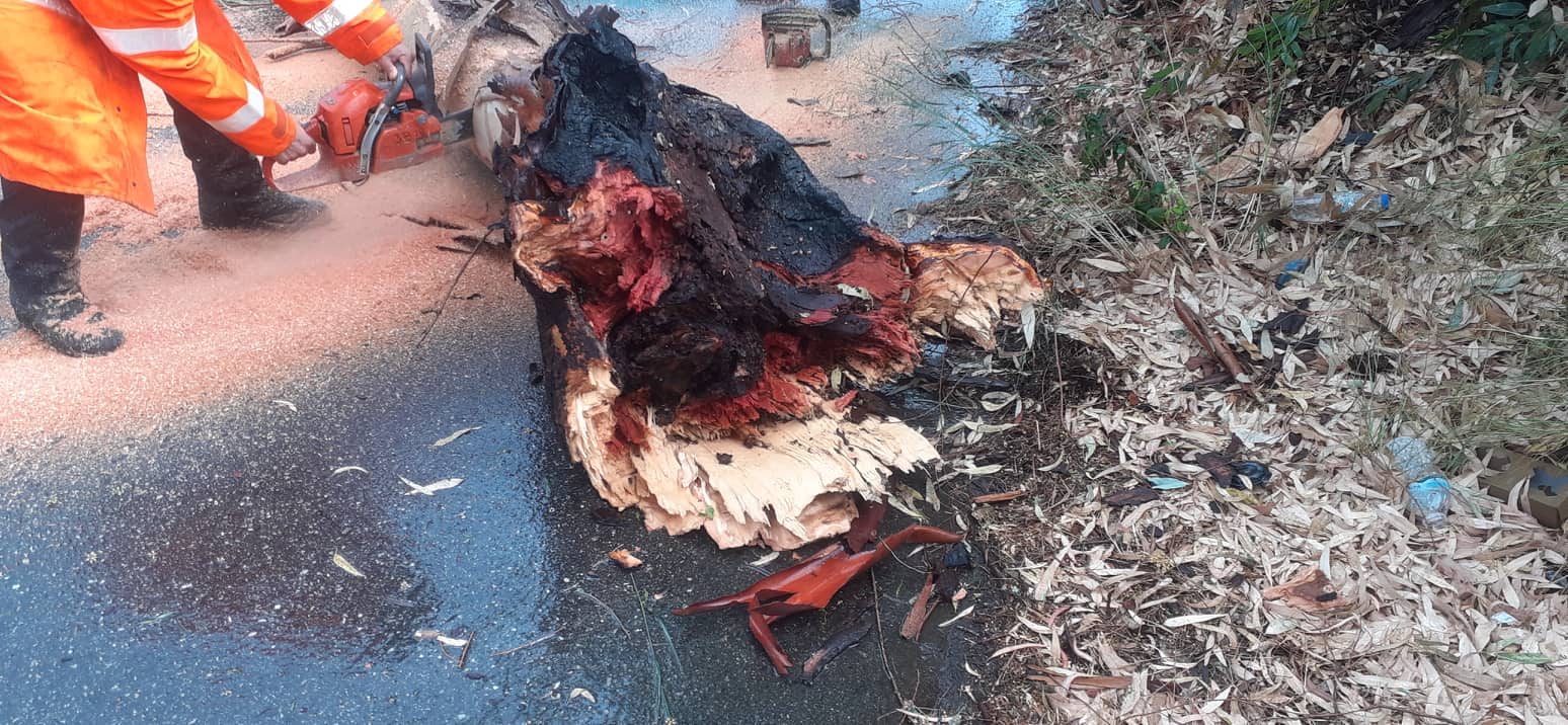 Πτώσεις δέντρων στην περιοχή του Αγρινίου, ένα έπεσε σε διερχόμενο όχημα
