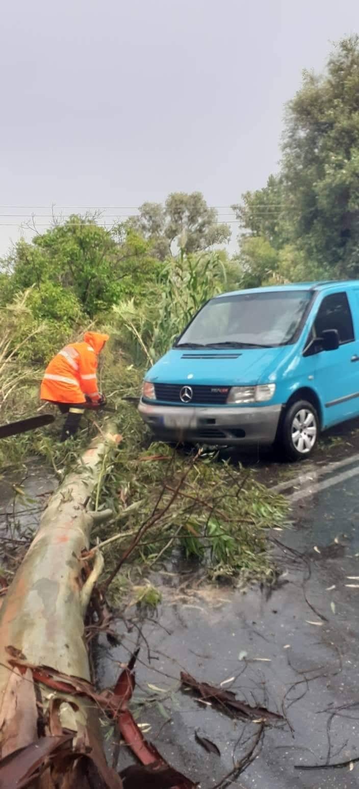 Πτώσεις δέντρων στην περιοχή του Αγρινίου, ένα έπεσε σε διερχόμενο όχημα