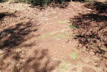 Αιτωλοακαρνανία: Καταστροφές σε καλλιέργειες από την χαλαζόπτωση – να καταγραφούν οι ζημιές ζητά η ΟΑΣ