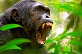 Αττικό Ζωολογικό Πάρκο: Σκότωσαν χιμπατζή που διέφυγε – Σφοδρές αντιδράσεις στο Twitter