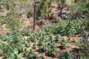 Φυτεία με πάνω από 1.200 δενδρύλλια κάνναβης εντοπίστηκε σε περιοχή της Κορινθίας (φωτο)