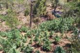 Φυτεία με πάνω από 1.200 δενδρύλλια κάνναβης εντοπίστηκε σε περιοχή της Κορινθίας (φωτο)